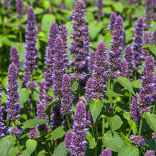 Load image into Gallery viewer, Herbal Tea Garden Seed Kit (8 packets inside)