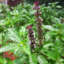 Load image into Gallery viewer, Urban Garden Seed Kit (12 packets inside)