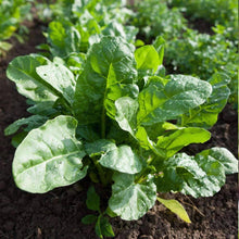 Load image into Gallery viewer, Urban Garden Seed Kit (12 packets inside)