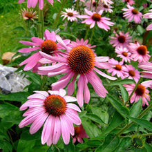 Load image into Gallery viewer, Medicinal Herb Garden Seed Kit (10 packets inside)