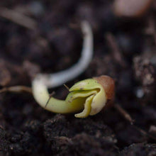 Load image into Gallery viewer, Organic Radish Sprouting Seeds (4 ounces)