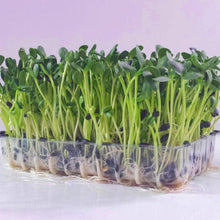Load image into Gallery viewer, Organic Sunflower Sprouting Seeds (8 ounces)