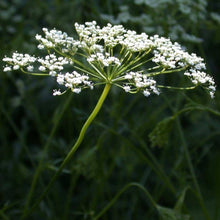 Load image into Gallery viewer, Anise Herb Seeds (500mg)