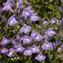 Load image into Gallery viewer, Mad-dog Skullcap Herb Seeds (500mg)