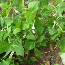 Load image into Gallery viewer, Organic Contender Bush Beans (20g)