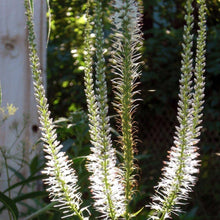 Load image into Gallery viewer, Culver's Root Herb Seeds (500mg)