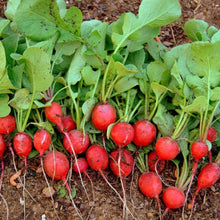 Load image into Gallery viewer, Organic Cherry Belle Radish Seeds (4g)