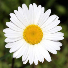 Load image into Gallery viewer, Organic Chamomile Herb Seeds (250mg)