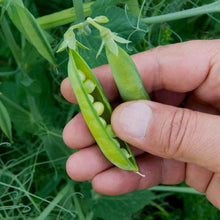 Load image into Gallery viewer, Urban Garden Seed Kit (12 packets inside)