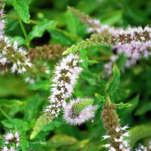 Load image into Gallery viewer, Herbal Tea Garden Seed Kit (8 packets inside)