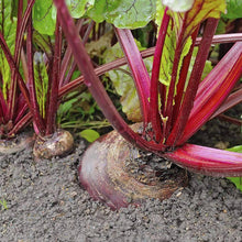 Load image into Gallery viewer, Urban Garden Seed Kit (12 packets inside)