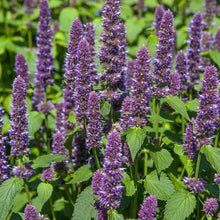 Load image into Gallery viewer, Medicinal Herb Garden Seed Kit (10 packets inside)