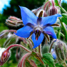 Load image into Gallery viewer, Medicinal Herb Garden Seed Kit (10 packets inside)