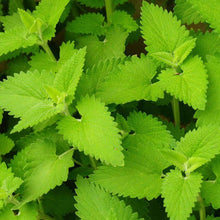 Load image into Gallery viewer, Medicinal Herb Garden Seed Kit (10 packets inside)