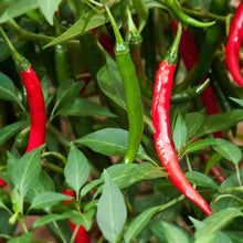 Load image into Gallery viewer, Medicinal Herb Garden Seed Kit (10 packets inside)