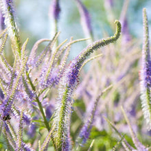 Load image into Gallery viewer, Medicinal Herb Garden Seed Kit (10 packets inside)