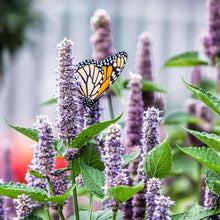 Load image into Gallery viewer, Medicinal Herb Garden Seed Kit (10 packets inside)
