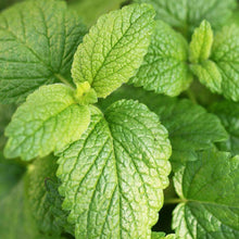 Load image into Gallery viewer, Medicinal Herb Garden Seed Kit (10 packets inside)