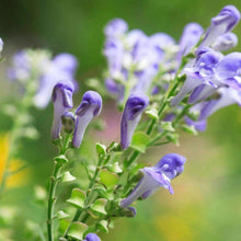 Load image into Gallery viewer, Medicinal Herb Garden Seed Kit (10 packets inside)