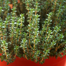 Load image into Gallery viewer, Culinary Herb Garden Seed Kit (8 packets inside)