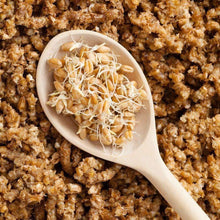 Load image into Gallery viewer, Organic Hard Red Wheat Sprouting Seeds (8 ounces)
