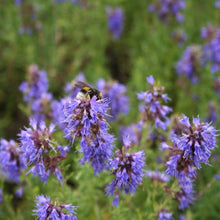 Load image into Gallery viewer, Hyssop Herb Seeds (500mg)
