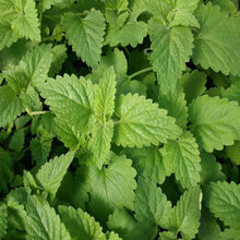 Load image into Gallery viewer, Organic Catnip Herb Seeds (250mg)
