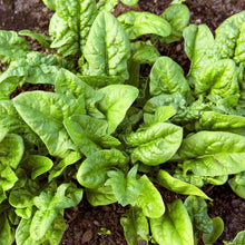 Load image into Gallery viewer, Organic Bloomsdale Spinach Seeds (3g)
