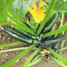 Load image into Gallery viewer, Organic Black Beauty Summer Squash Seeds (4g)
